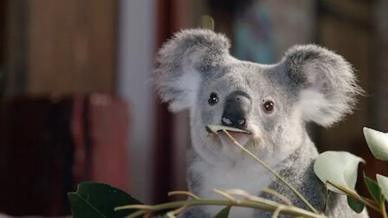 Izzy's Koala World