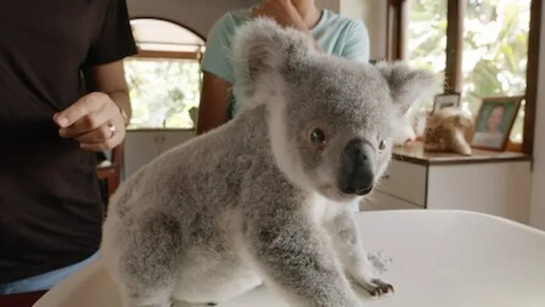 Izzy's Koala World