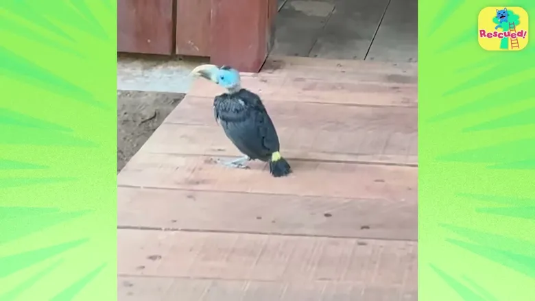 Dodo Kids