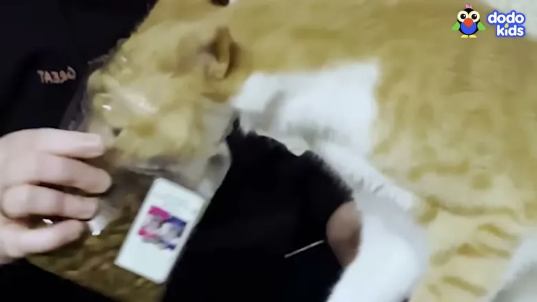 Gimme Dat (The Hungriest Cat In The World)